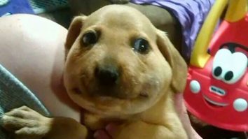 Ce trebuie să faci dacă animalul tău de companie înghite o albină