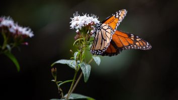 Fluturii monarh au fost adăugați pe lista internațională a speciilor amenințate