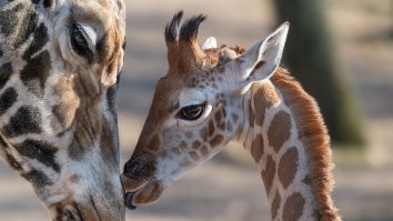 O girafă din Kenya a născut gemeni. Ministrul Faunei: Este un fenomen extrem de rar