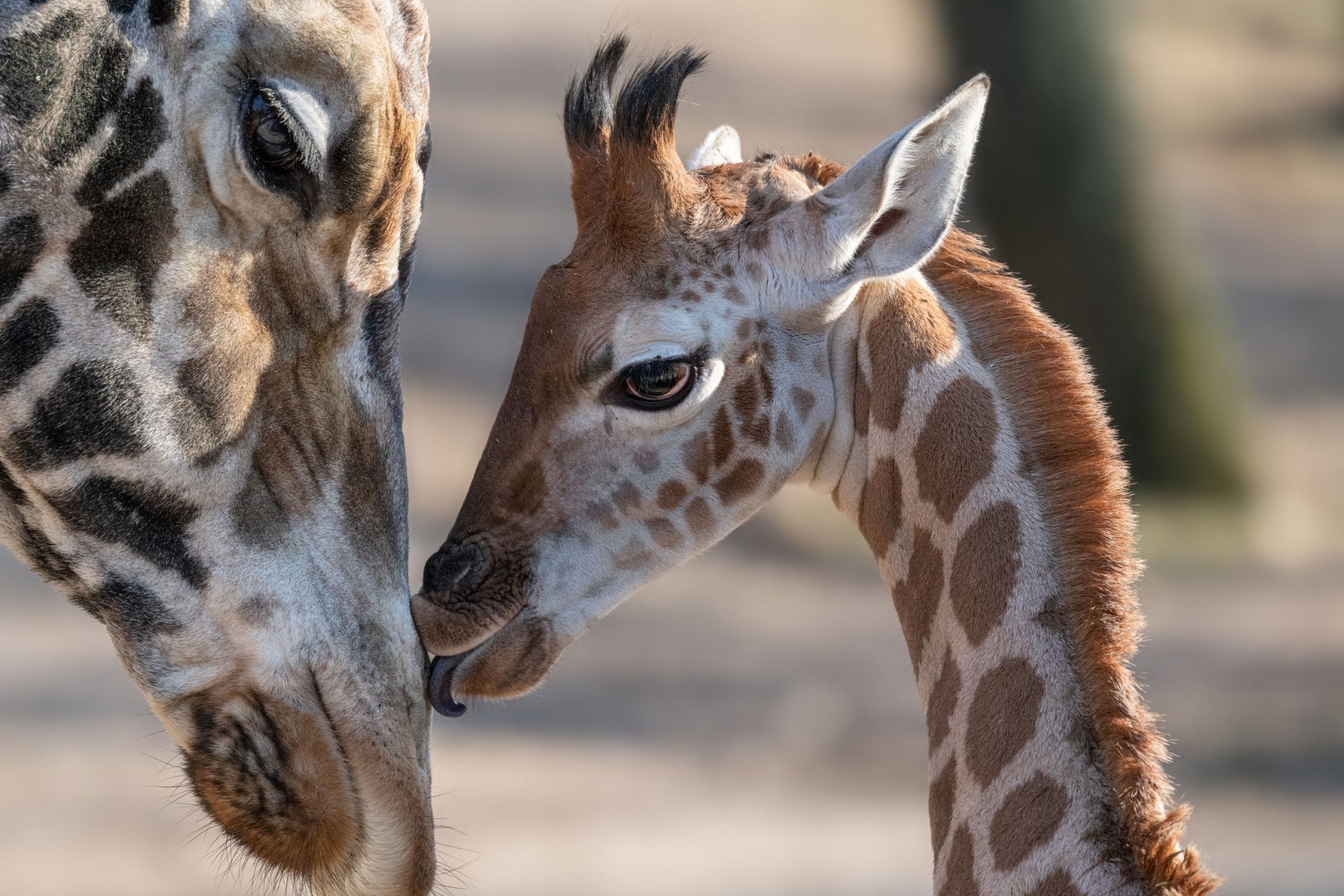 O girafă din Kenya a născut gemeni. Ministrul Faunei: Este un fenomen extrem de rar