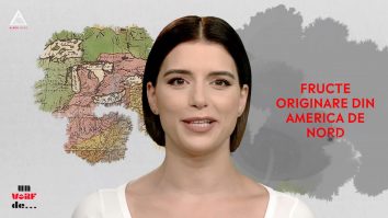 Un vârf de… Afine