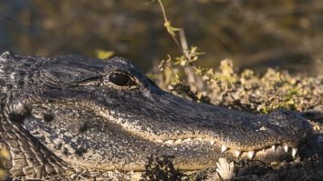 Un primar mexican s-a căsătorit cu un aligator
