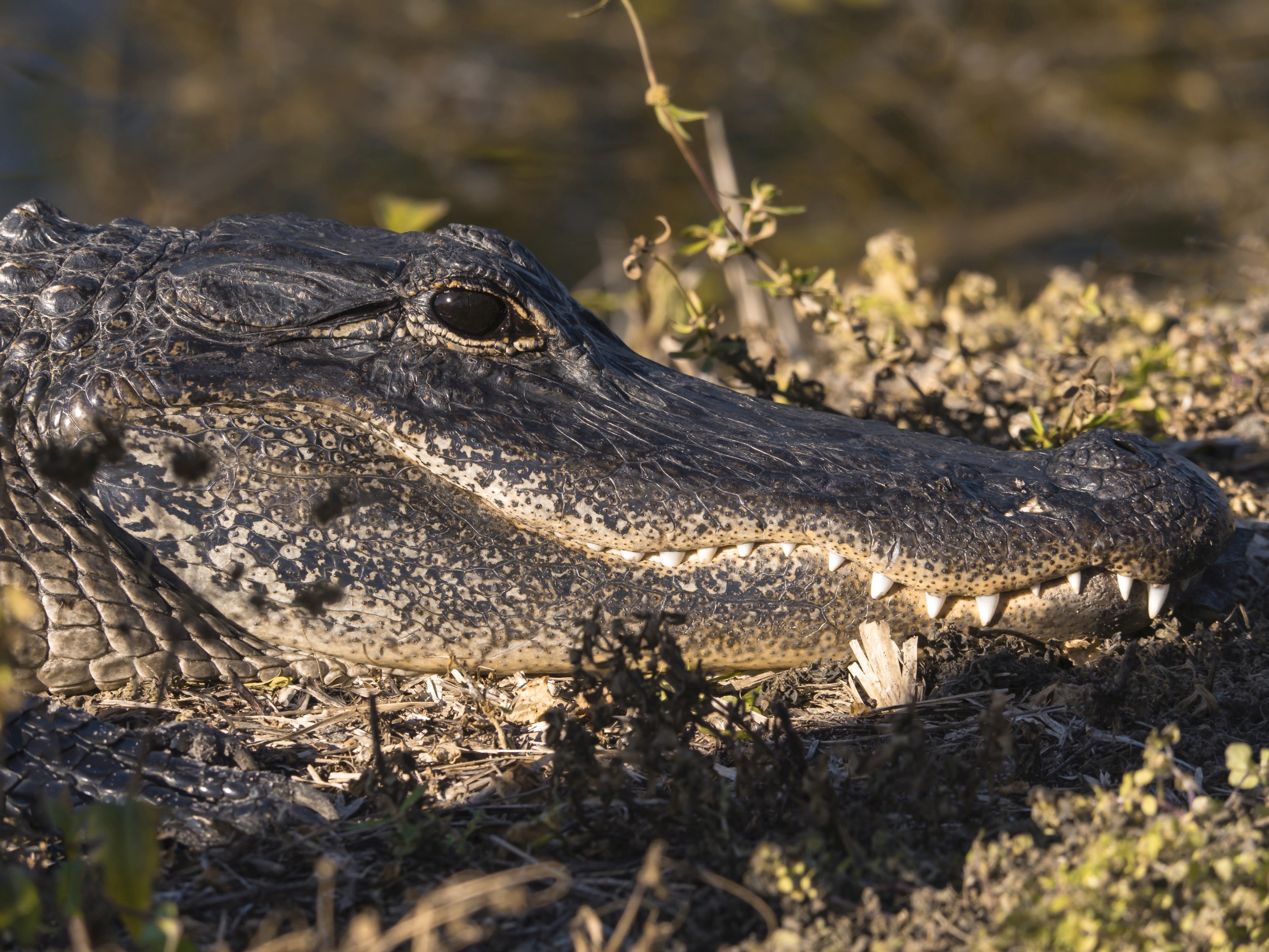 VIDEO. Un primar mexican s-a căsătorit cu un aligator