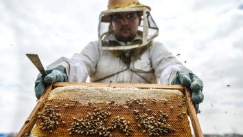 Testele IQ ale albinelor i-au surprins pe cercetători: „Albinele sunt cu adevărat foarte inteligente”