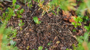 STUDIU. Coloniile de furnici funcționează în mod similar cu rețelele neuronale din creier