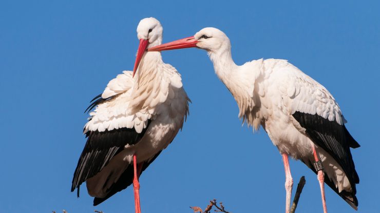 Sute de berze trăiesc în gunoi