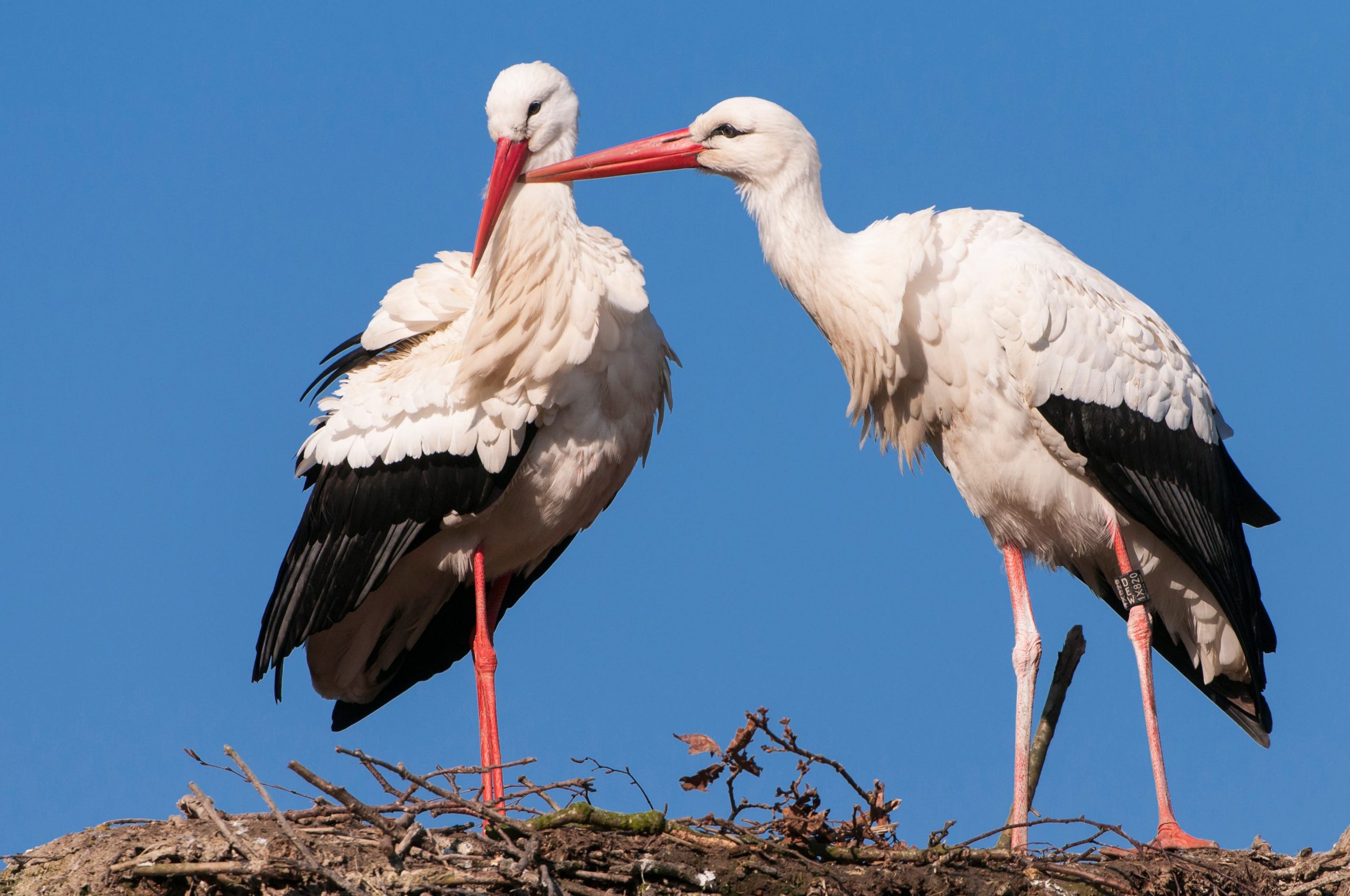 Sute de berze au renunțat la migrație și trăiesc într-o groapă de gunoi