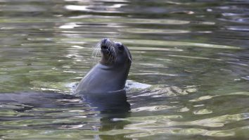 Doi lei de mare au fost surprinși în timp ce atacă turiștii de pe plaja din San Diego