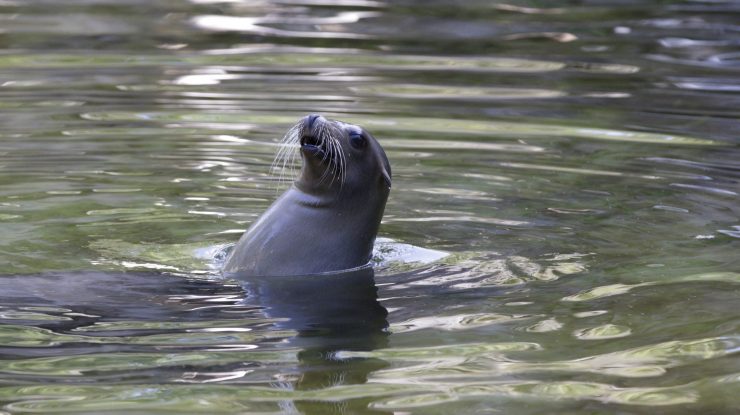 Doi lei de mare au fost surprinși în timp ce atacă turiștii de pe plaja din San Diego