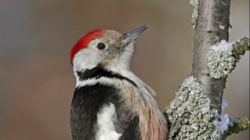 Cum pot ciocănitoarele să lovească copacii în mod repetat fără dureri de cap