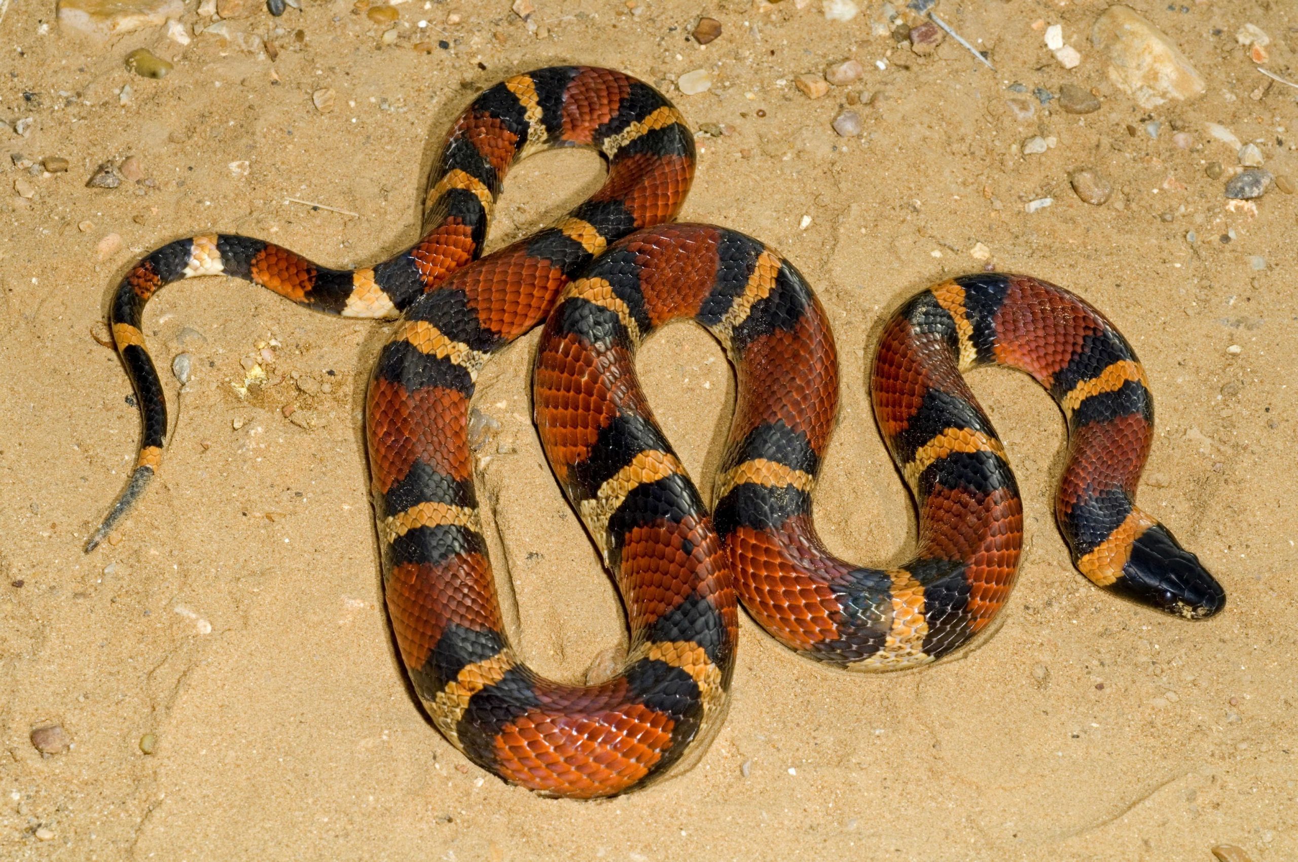 Care este primul lucru pe care ar trebui să-l faci dacă ai fost mușcat de un șarpe