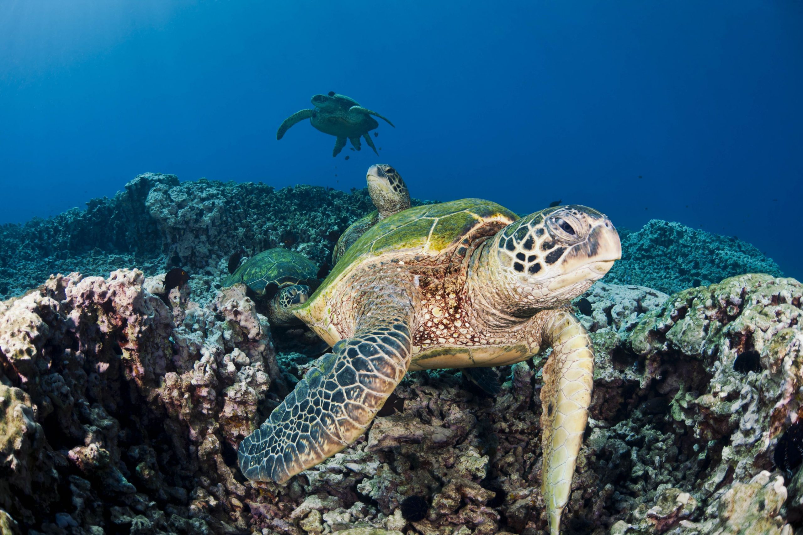 Masacru pe o plajă din Japonia. Zeci de broaşte ţestoase au fost înjunghiate în gât