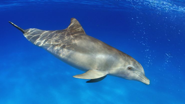 delfini