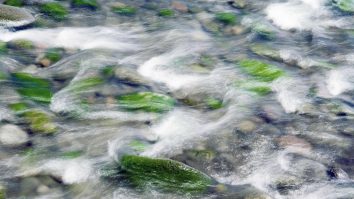 O „plantă minune” din Cornwall ar putea contribui la lupta împotriva schimbărilor climatice