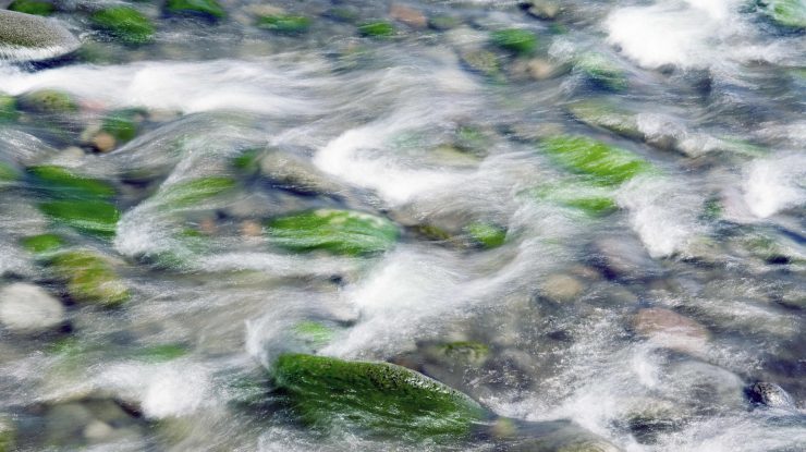 O „plantă minune” din Cornwall ar putea contribui la lupta împotriva schimbărilor climatice