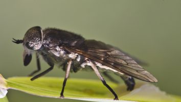 Cum poți scăpa de muște fără a folosi produse chimice