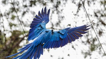 O specie „dispărută” de papagali a revenit în Brazilia