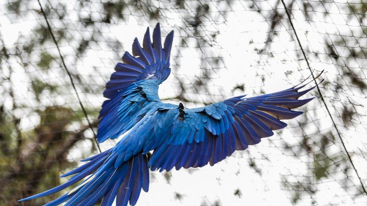 O specie „dispărută” de papagali a revenit în Brazilia