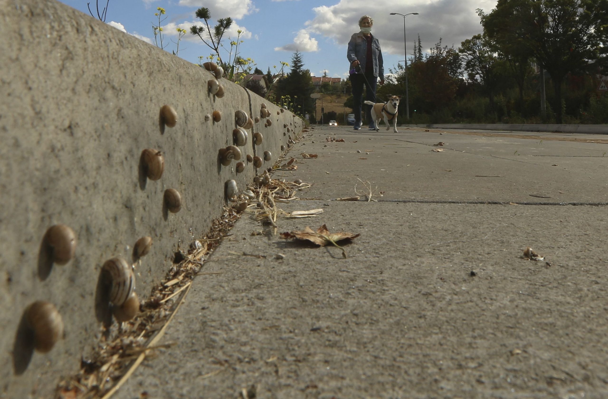 Statul Florida se lupta cu o invazie de melci gigant