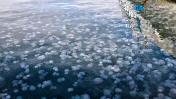 VIDEO. Meduzele au împânzit zona de coastă a Israelului