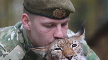 Gardul de la graniţa Poloniei cu Belarus ameninţă populaţia de lincşi, spun cercetătorii