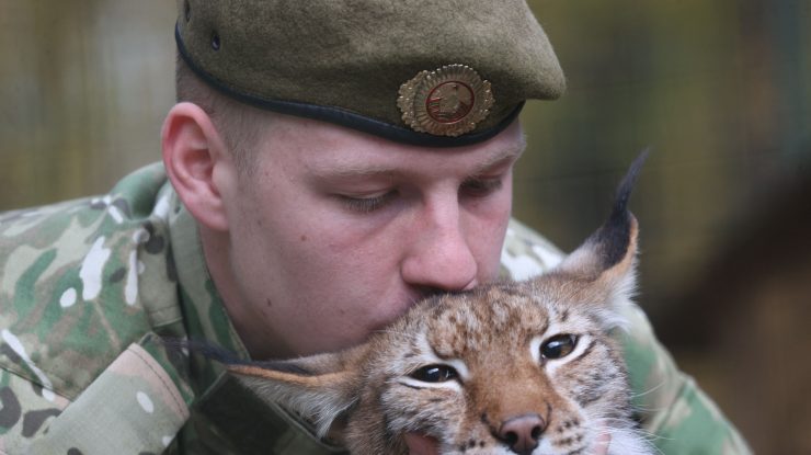 Gardul de la graniţa Poloniei cu Belarus ameninţă populaţia de lincşi, spun cercetătorii