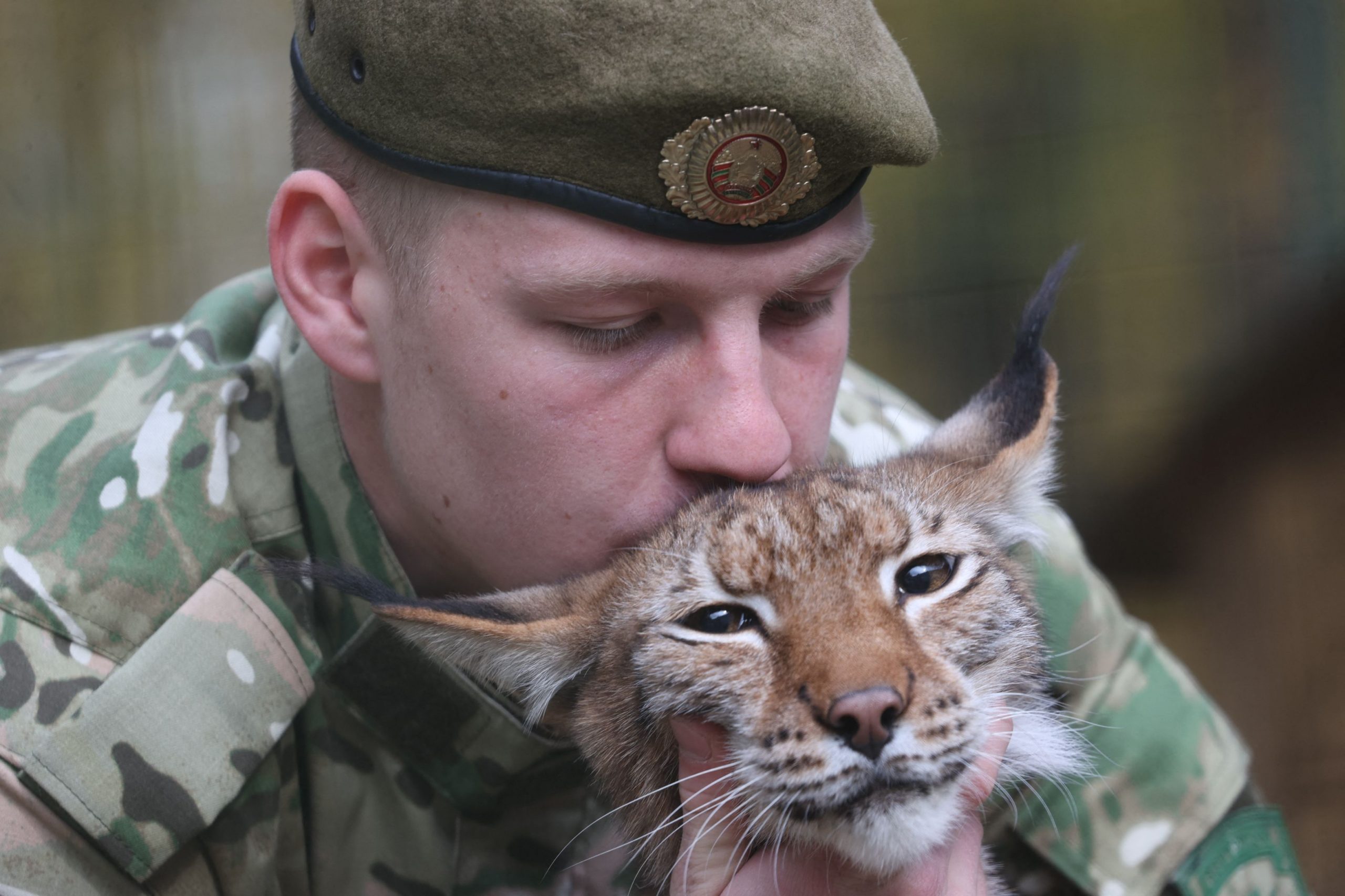 Gardul de la graniţa Poloniei cu Belarus ameninţă populaţia de lincşi, spun cercetătorii