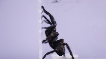 Tratamentul cu venin de păianjen mortal atinge o nouă etapă importantă