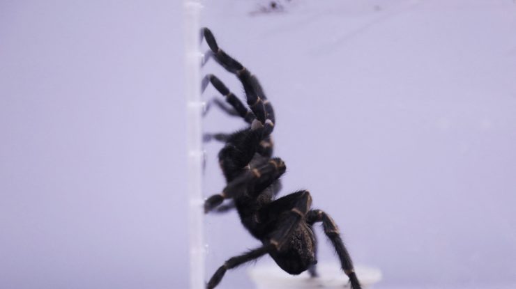 Tratamentul cu venin de păianjen mortal atinge o nouă etapă importantă