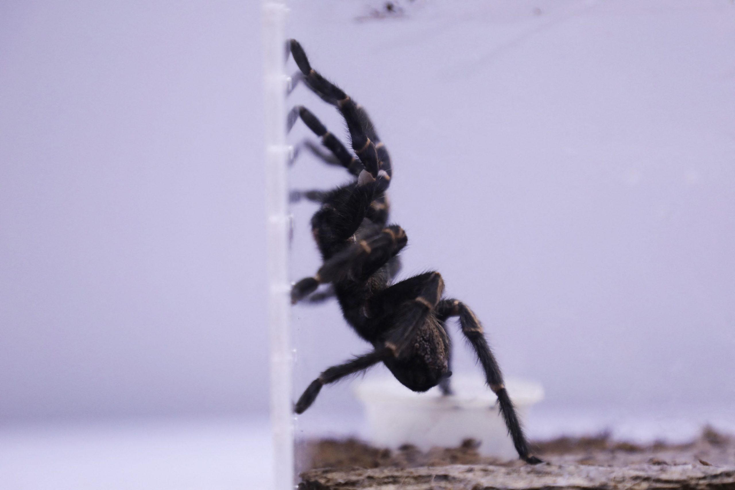 Tratamentul cu venin de păianjen mortal atinge o nouă etapă importantă