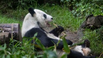 STUDIU. Cum au devenit urşii panda vegetarieni