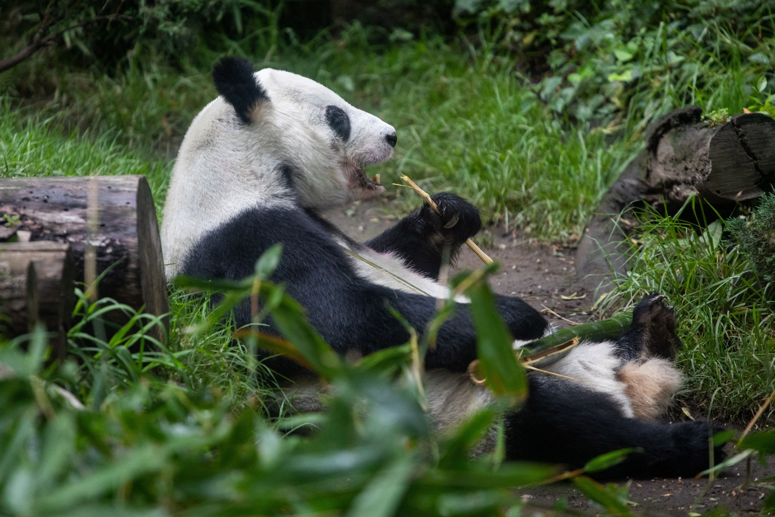 STUDIU. Cum au devenit urşii panda vegetarieni