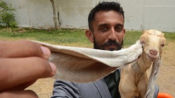 Faceți cunoștință cu Simba, iedul cu cele mai lungi urechi din lume