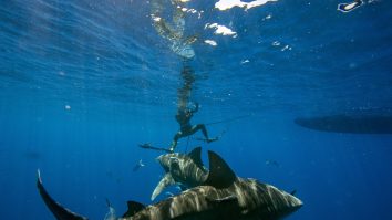 Cinci plaje din Barcelona au fost închise după ce în apă au fost văzuți rechini