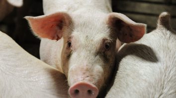 STUDIU. Cercetătorii belgieni investighează cum răspund porcii la muzică