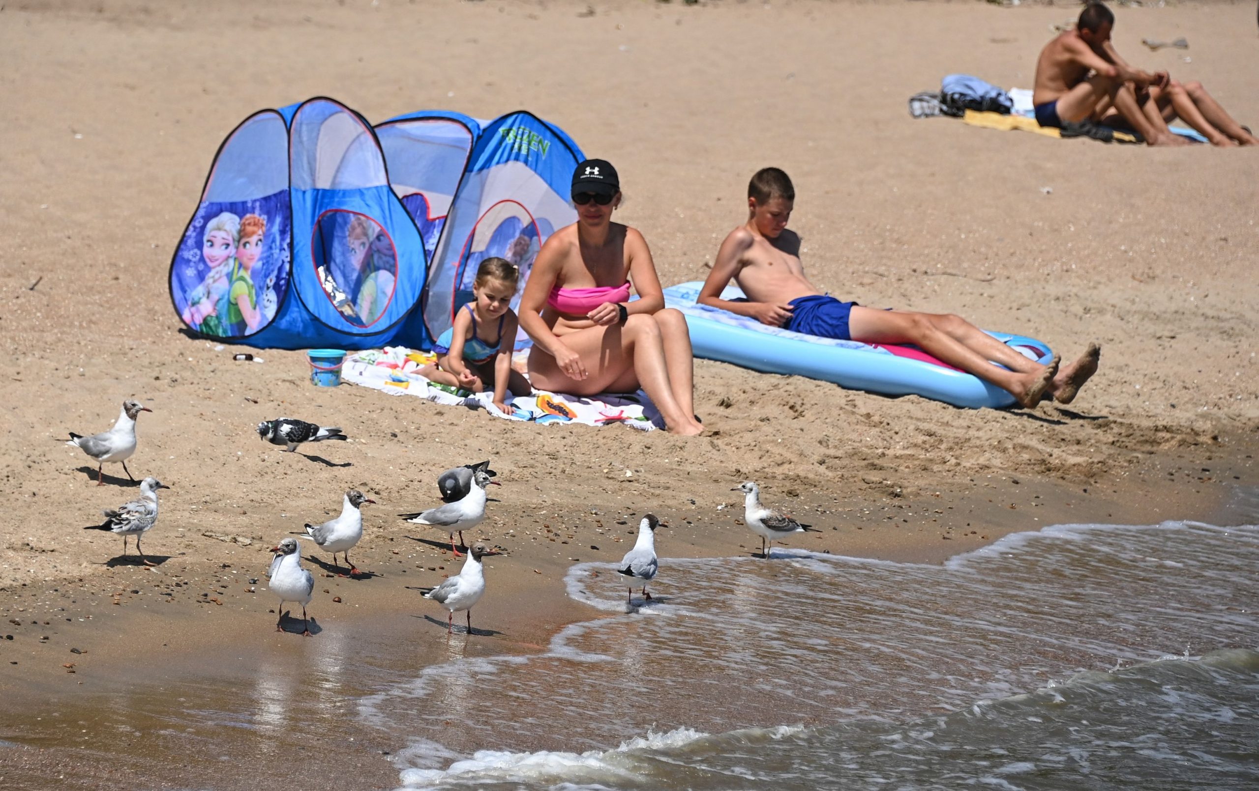 Scoția: Afișele cu excremente de pescăruș de pe plajele scoțiene, contestate de experți