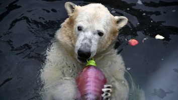 Urșii polari se hrănesc cu gunoaie pentru a face față schimbărilor climatice