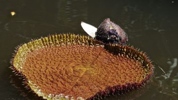 O nouă specie de nufăr gigant, descoperită la grădina botanică Kew Gardens din Londra: „Victoria boliviana”, una dintre minunile botanice ale lumii
