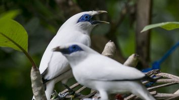 Speciile sălbatice susțin jumătate din populația lumii, potrivit unui raport ONU