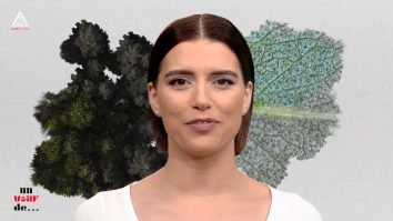 Un vârf de… Eucalipt