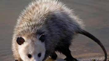 opossum