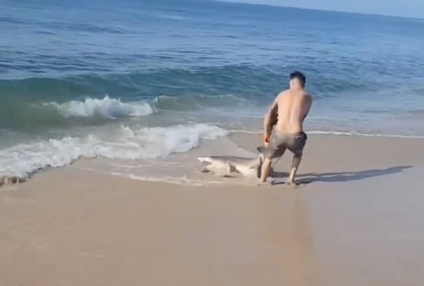 barbat se lupta cu un rechin