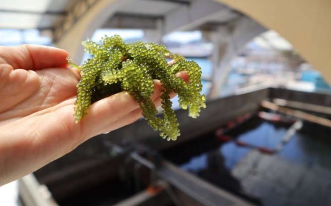 STUDIU. Strugurii de mare, o delicatesă sănătoasă din ocean