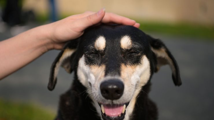 STUDIU. Câinii pot „plânge de fericire” când se reîntâlnesc cu stăpânii lor