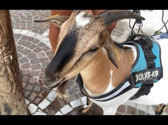 capra turist