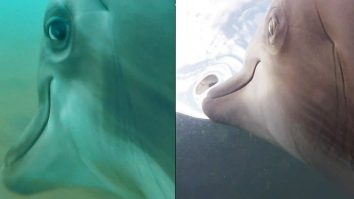 Cercetătorii au legat un GoPro pe delfini și au surprins imagini bizare cu ei mâncând șerpi de mare