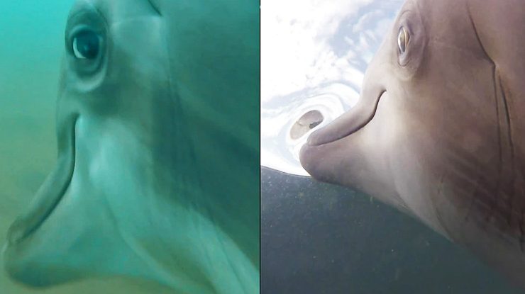 Cercetătorii au legat un GoPro pe delfini și au surprins imagini bizare cu ei mâncând șerpi de mare