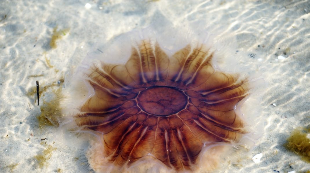 meduza