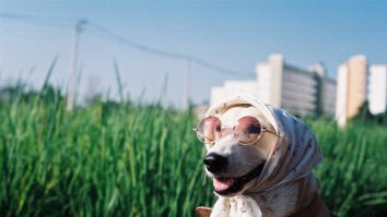 Câinii și pisicile din Japonia primesc ventilatoare portabile pentru a învinge vara toridă