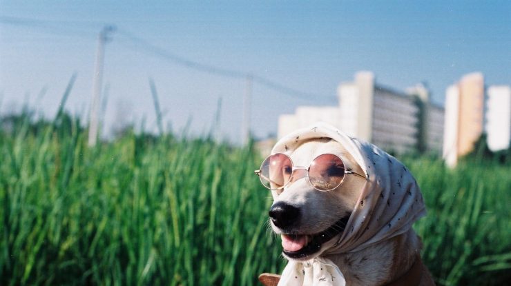 Câinii și pisicile din Japonia primesc ventilatoare portabile pentru a învinge vara toridă